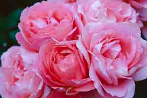 pink roses, optimized for web at low quality