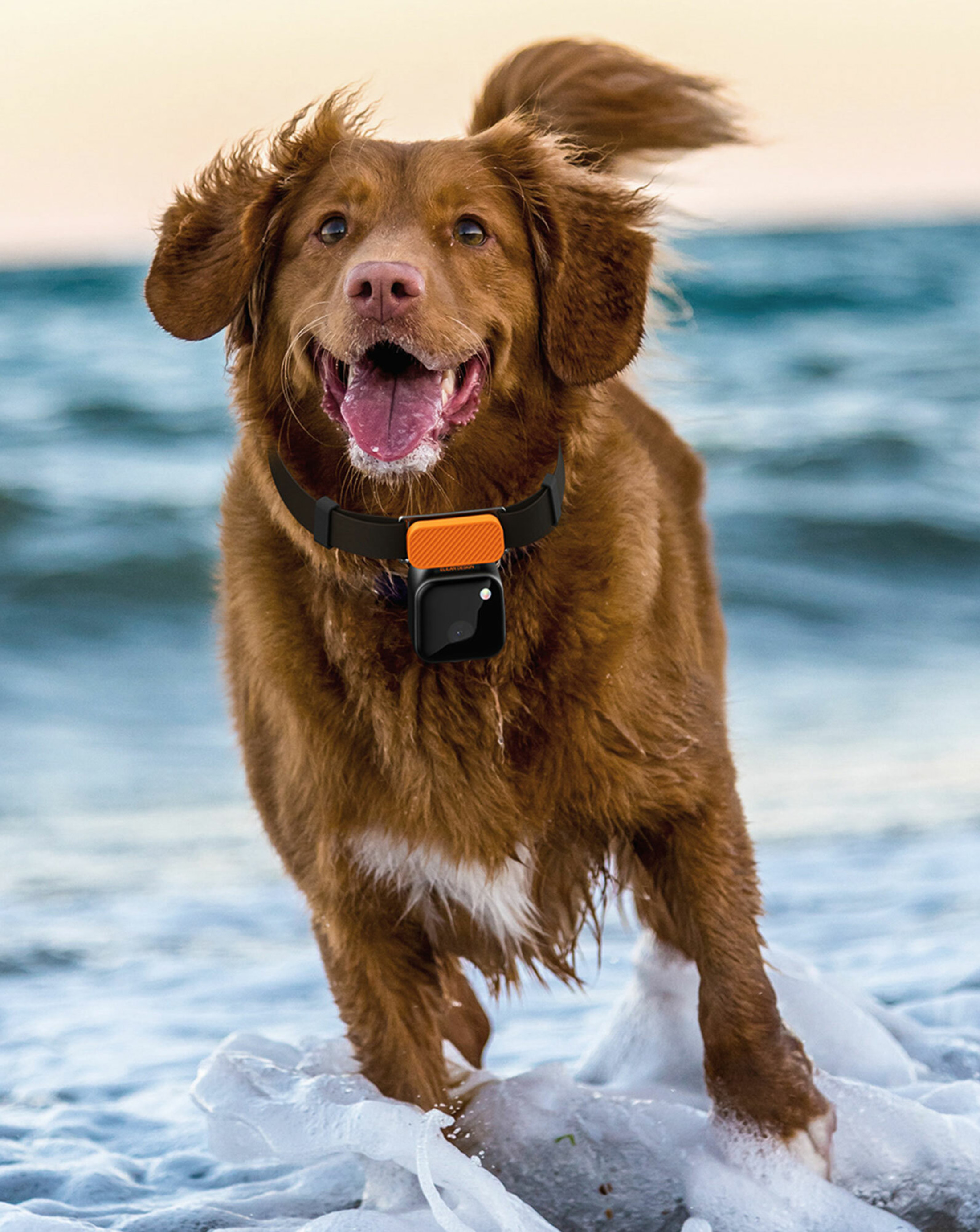 Blog Pet Tech 2 1592x2000