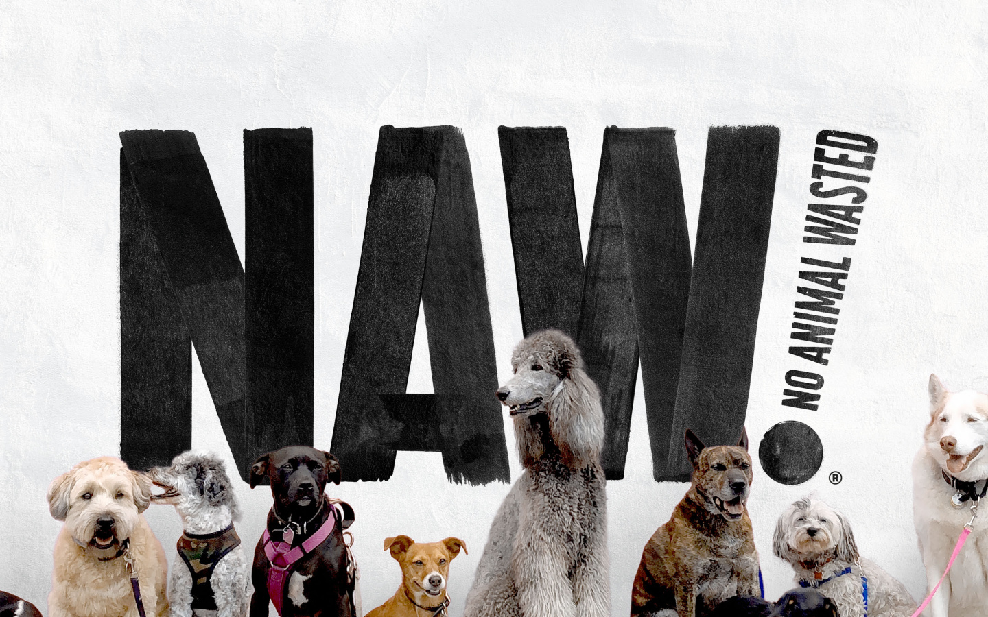 1 Naw CS Header Image