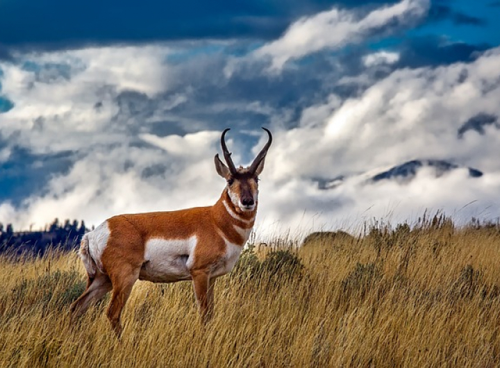 Wildlife