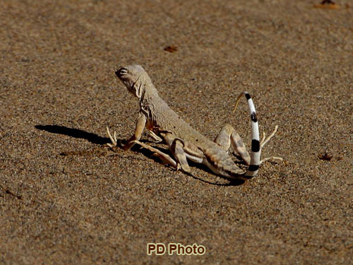 Death Valley | Photo Gallery