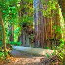  Redwood Trees