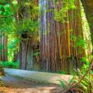  Hiking Through Redwood Giants: A Coastal Adventure