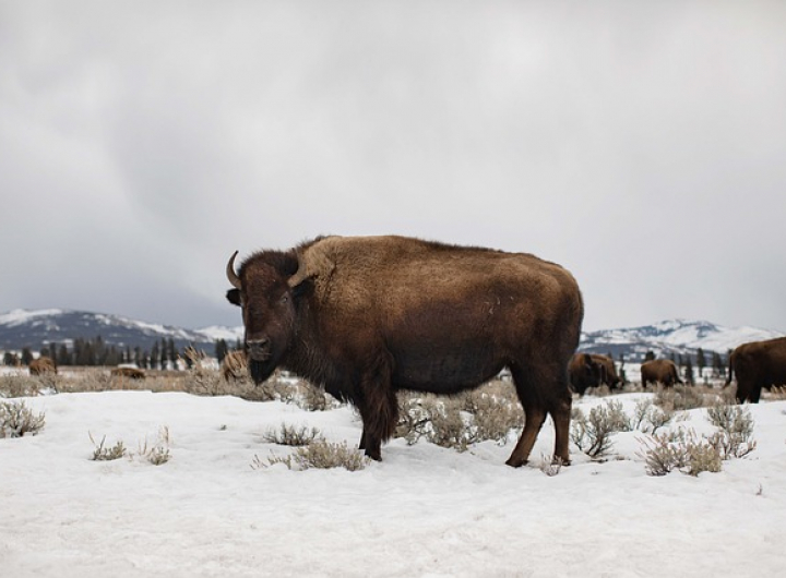 Wildlife