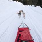 Dog Sled Rides
