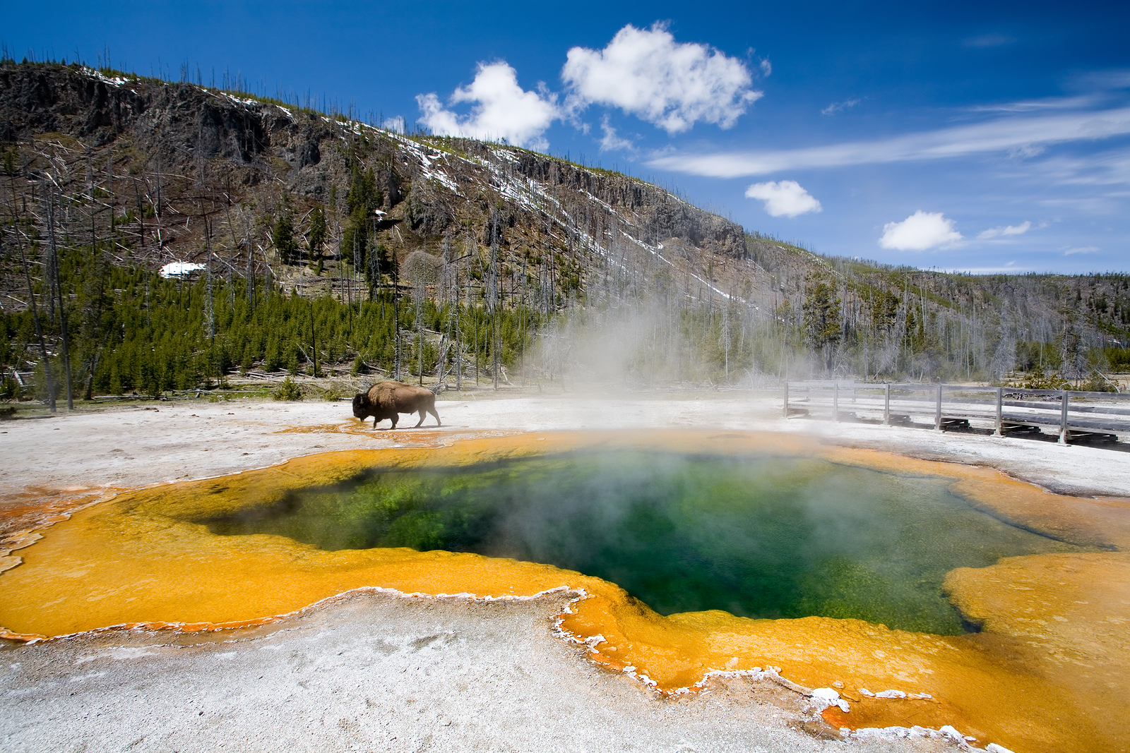 Yellowstone Articles Recent News And Info About The Yellowstone