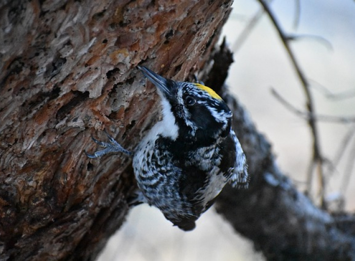 Wildlife