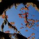 Fall Colors: Olympic National Park 