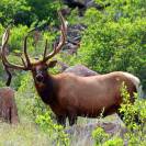 National Elk Refuge