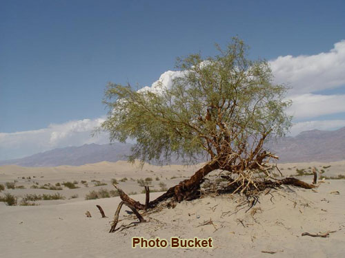 Death Valley | Photo Gallery