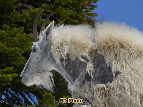 Glacier | Photo Gallery