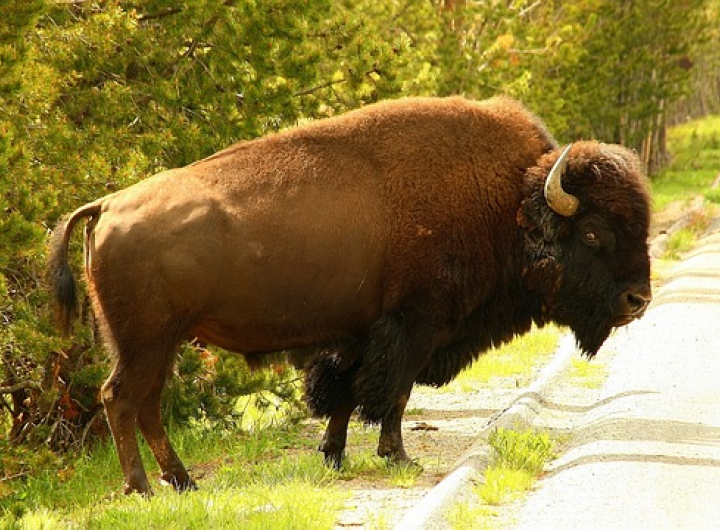 Wildlife