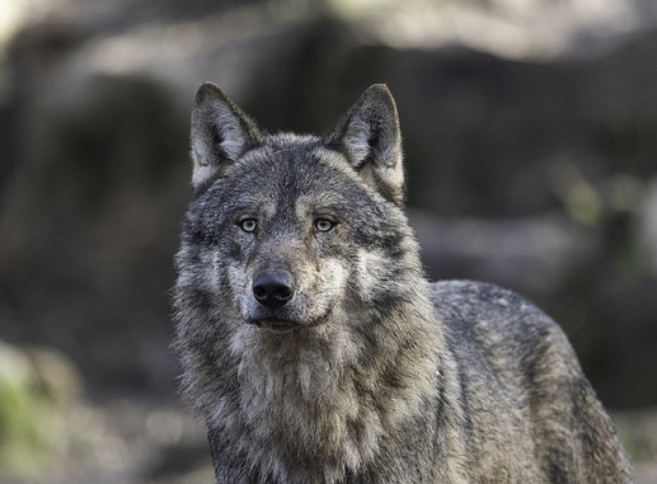 Wildlife
