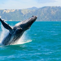 whale watching cruise olympic national park