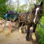 Horseback and Wagon Rides