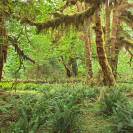 Hoh Rain Forest