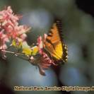  There are many different types of flowers and insects in the park.