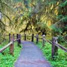 Hoh Rain Forest