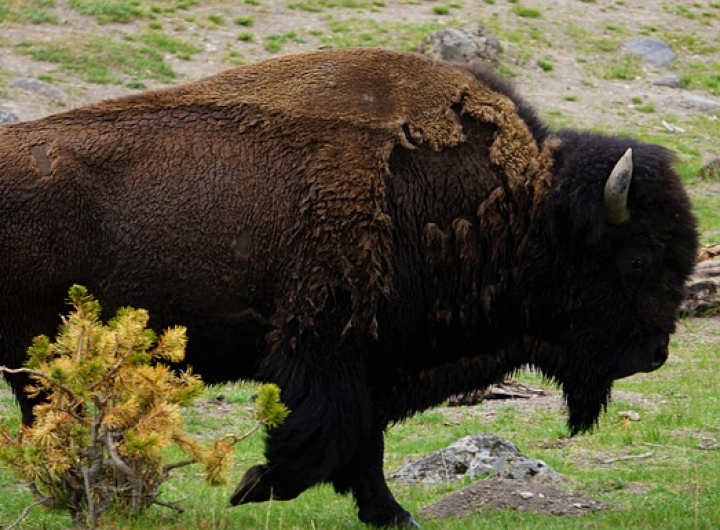 Wildlife