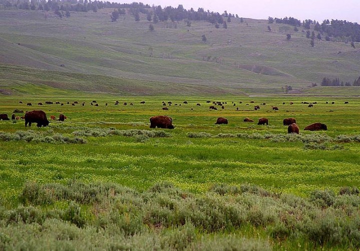 Lamar Valley