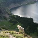 Glacier Park Mountain Goat