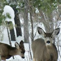 Zion Park | Zion Ponderosa Resort | Casa Esperanza