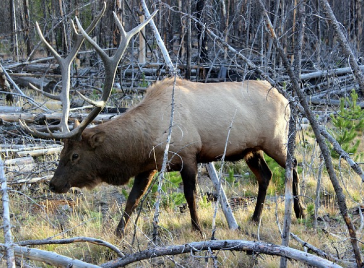 Wildlife