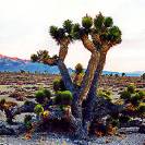  A rare desert tree which only grows under particular conditions