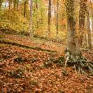 Fall Colors: Mammoth Cave National Park 	