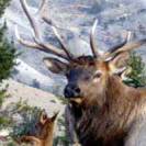 Elk are one of many different types of wildlife in Yellowstone