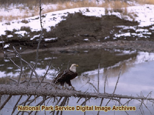 Glacier | Photo Gallery