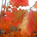 Fall Foliage Viewing