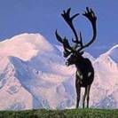  Caribou in Denali with mountain back drop