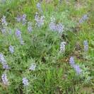 One of many different species of Wildflowers growing in the park