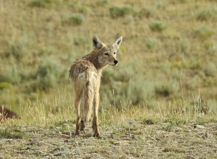 Wildlife