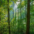 Black Hills National Forest