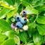 Wild Blueberries U-Pick When They Are In Season