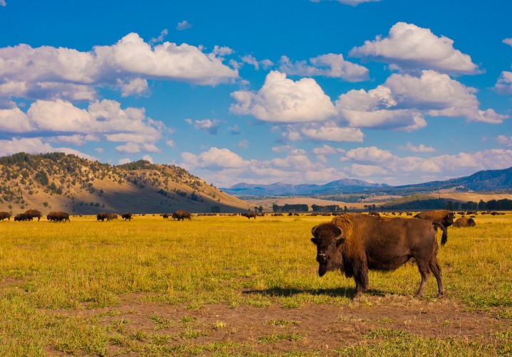 Bison