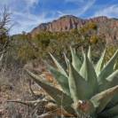 What To Do at Big Bend National Park