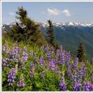  WIld flowers growing on a mountainside in Olympic Park