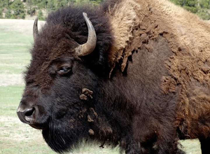 Wildlife