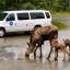 Denali Hostel & Cabins Shuttle Bus