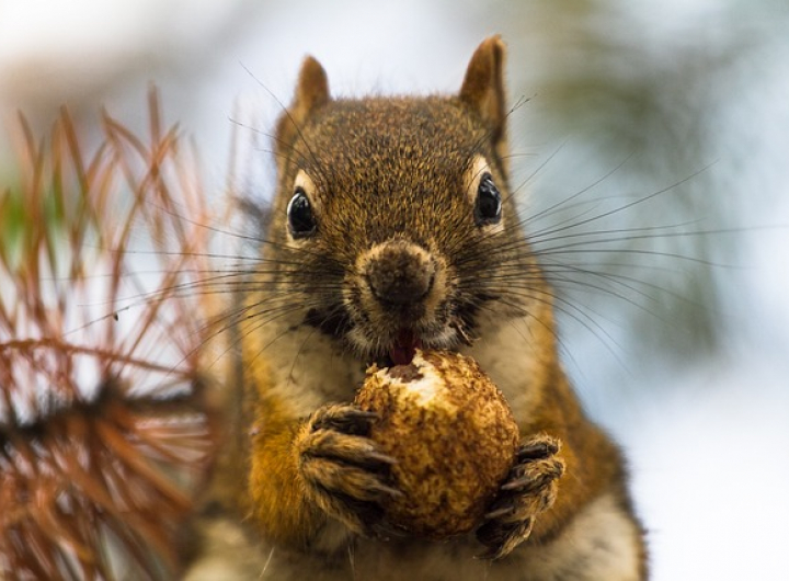 Wildlife