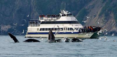 6 Hour Kenai National Park Cruise