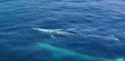 Spring Wildlife Cruise