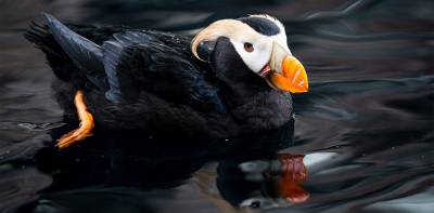 4 Hour Kenai Fjords Wildlife Cruise