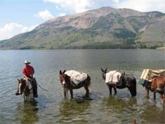pack mule in Yellowstone park