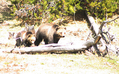 Yellowstone Van Tours