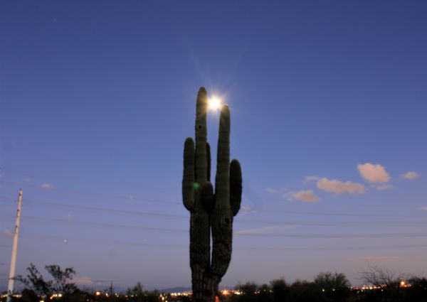 https://res.cloudinary.com/rock-n-hearts-inc/image/upload/v1670291049/Cactus/moonsaguaropapagoDec052022.jpg