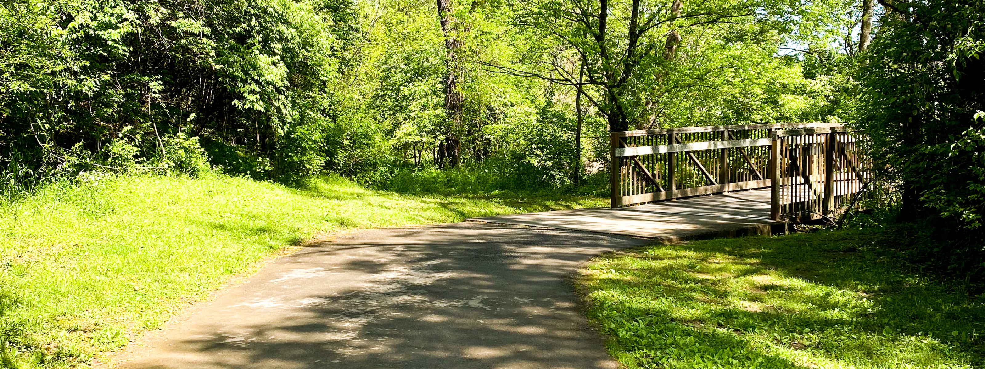 Bridge in the Woods